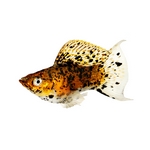 Mollies - Poecilia sphenops Mollies - Poecilia sphenops